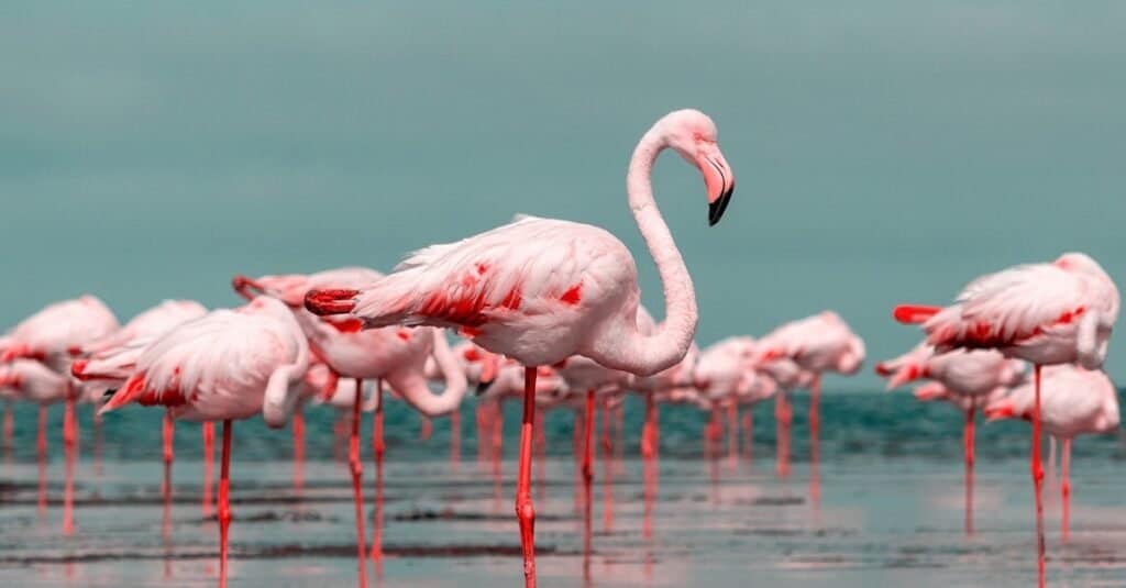 Il fenicottero rosa degli uccelli più costoso