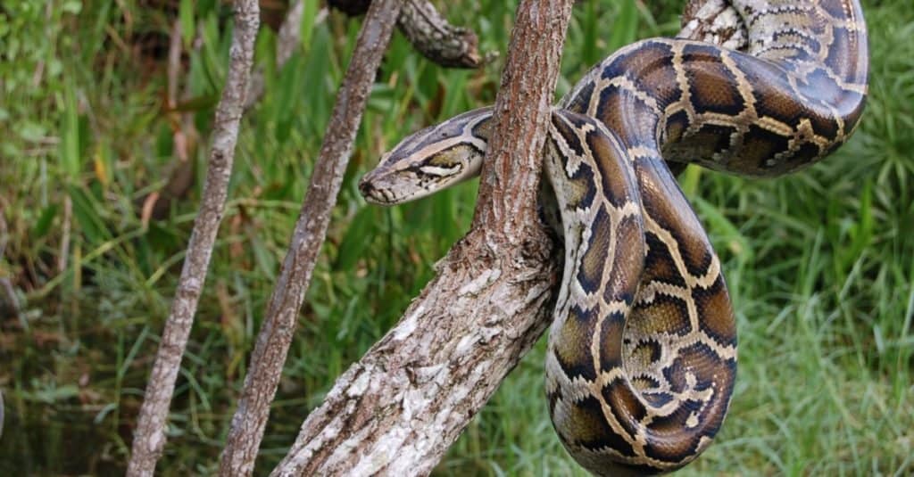 I serpenti più grandi: il pitone birmano