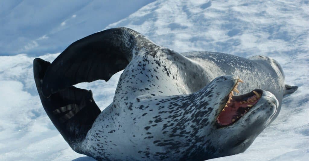 Denti di foca leopardo - Foca leopardo