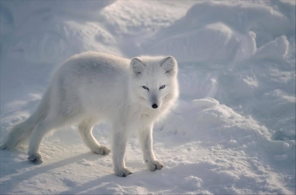 La volpe artica (Alopex Lagopus) è l'animale più duro per sopravvivere al freddo estremo