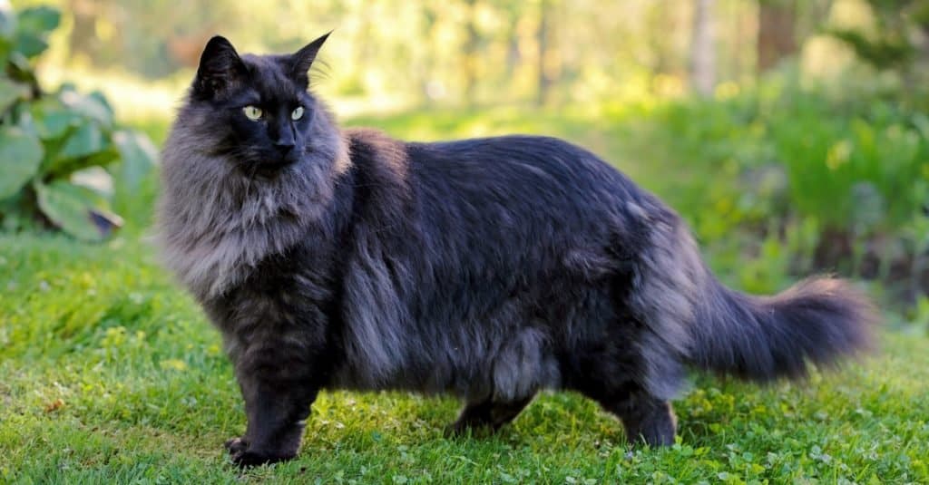 Giovane gatto delle foreste norvegesi in piedi in un giardino.