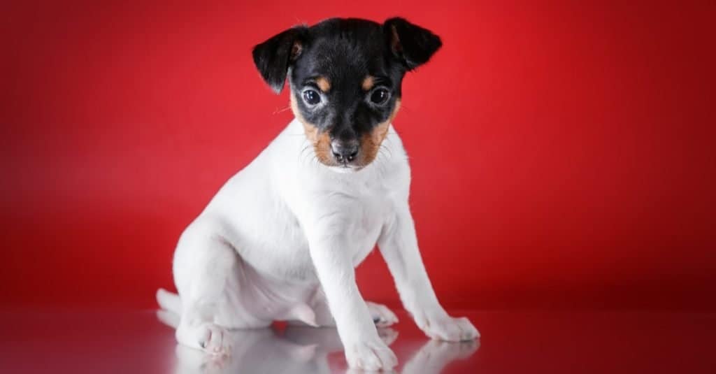 Toy fox terrier cucciolo, ritratto in studio cucciolo su sfondo rosso