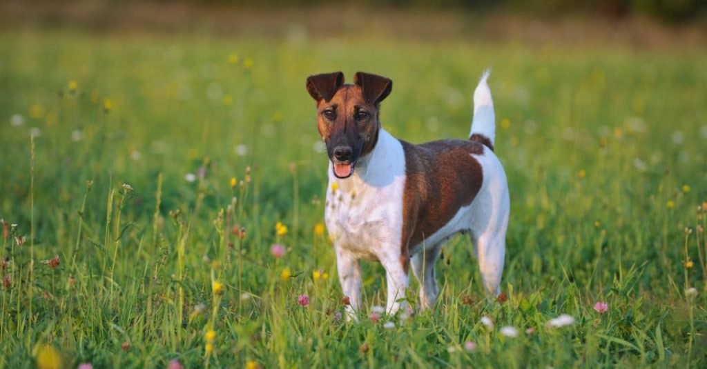 giovane Smooth Fox Terrier nel prato
