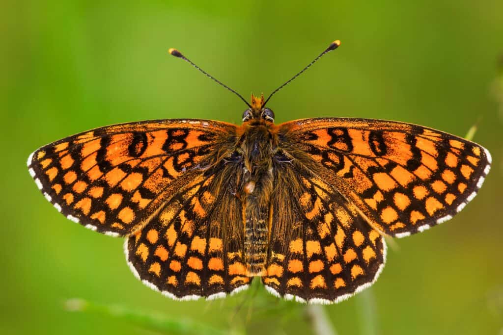 Fritillaria farfalla