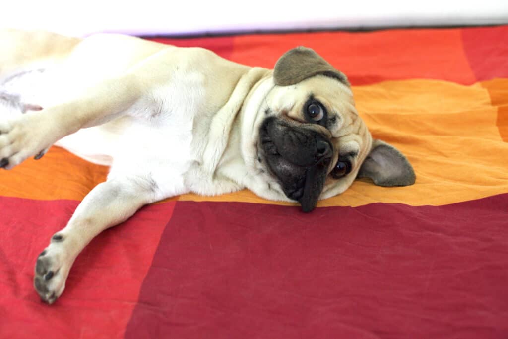 frug su un tappeto