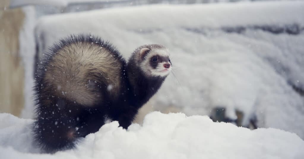 Furetto di zibellino scuro che gioca nella neve all'aperto in inverno.