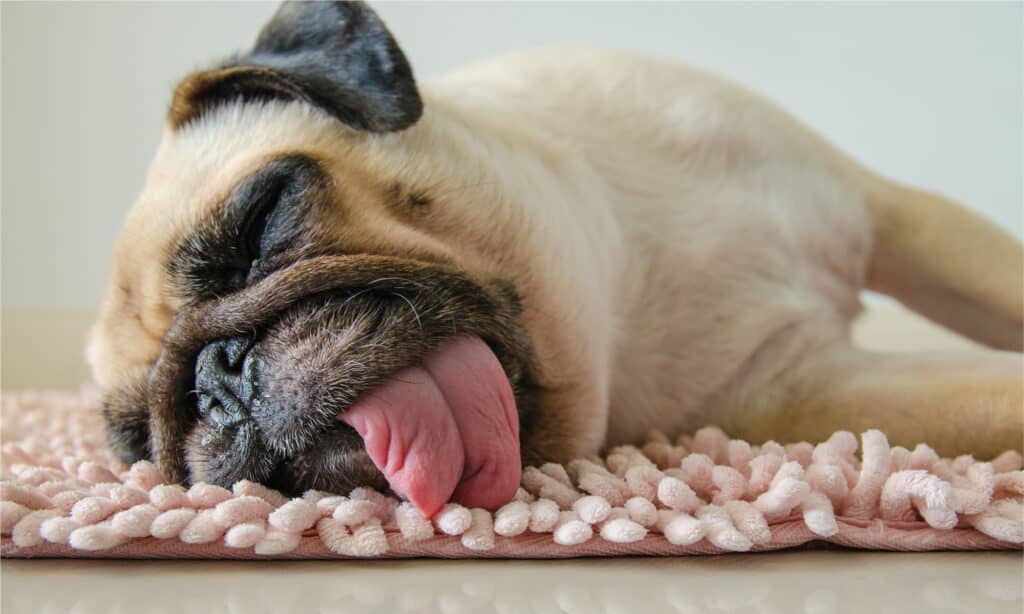 Carlino che dorme su un fianco con la lingua fuori