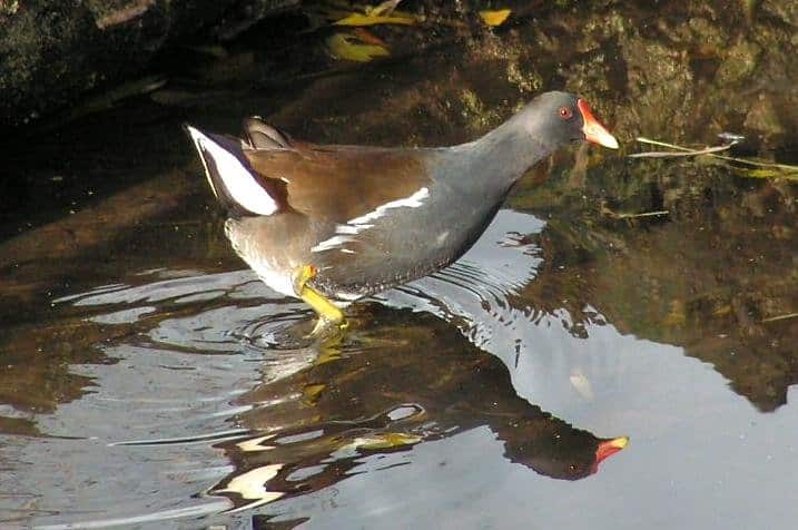 Gallinella d'acqua in piedi nell'acqua
