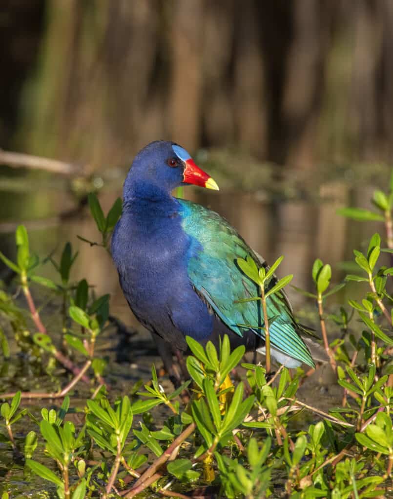 Gallinule viola in un cespuglio