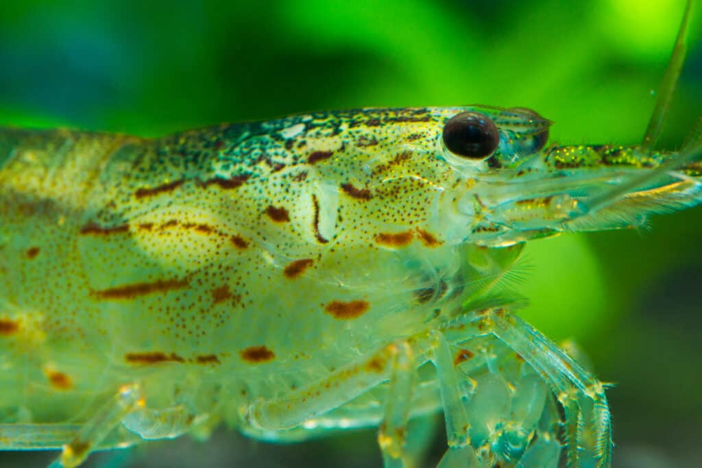 Gamberi Amano