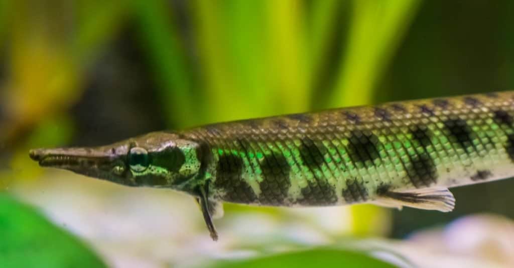 Luccio maculato, un pesce a forma di dardo con un naso ad ago, pesce tropicale del bacino del fiume Mississippi in America