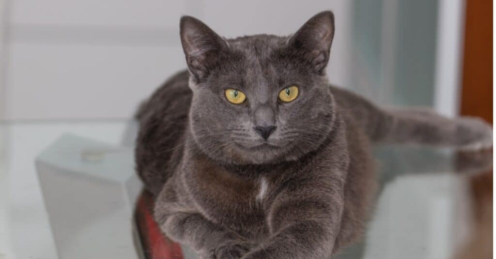 Chartreux posa sul tavolo di vetro