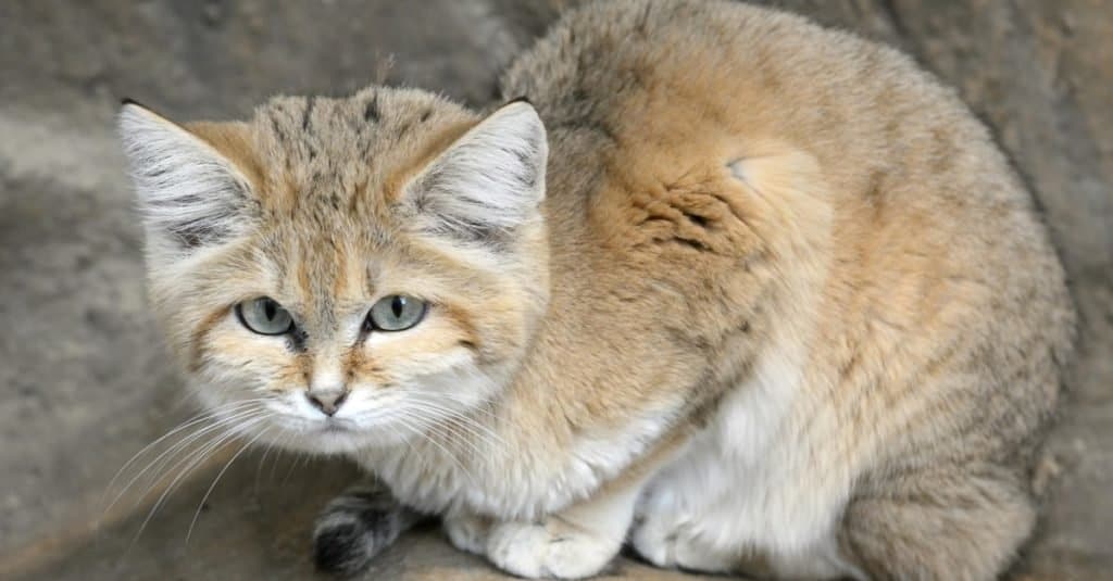I gatti della sabbia hanno una folta pelliccia sulle zampe, anche tra le dita dei piedi, che aiuta a isolarli dal caldo torrido e dal freddo pungente. 