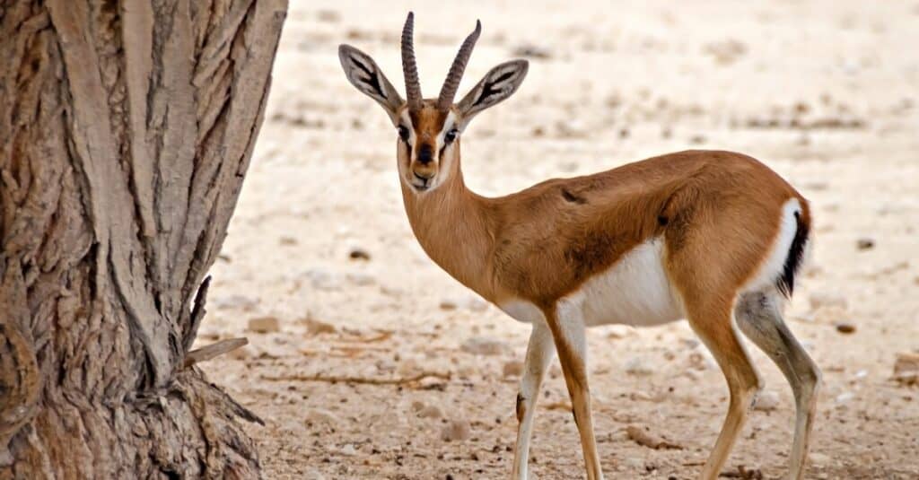 Gazzella contro Impala