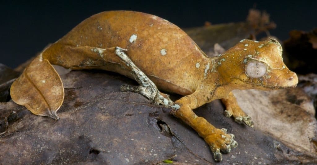 Geco satanico dalla coda a foglia / Uroplatus phantasticus