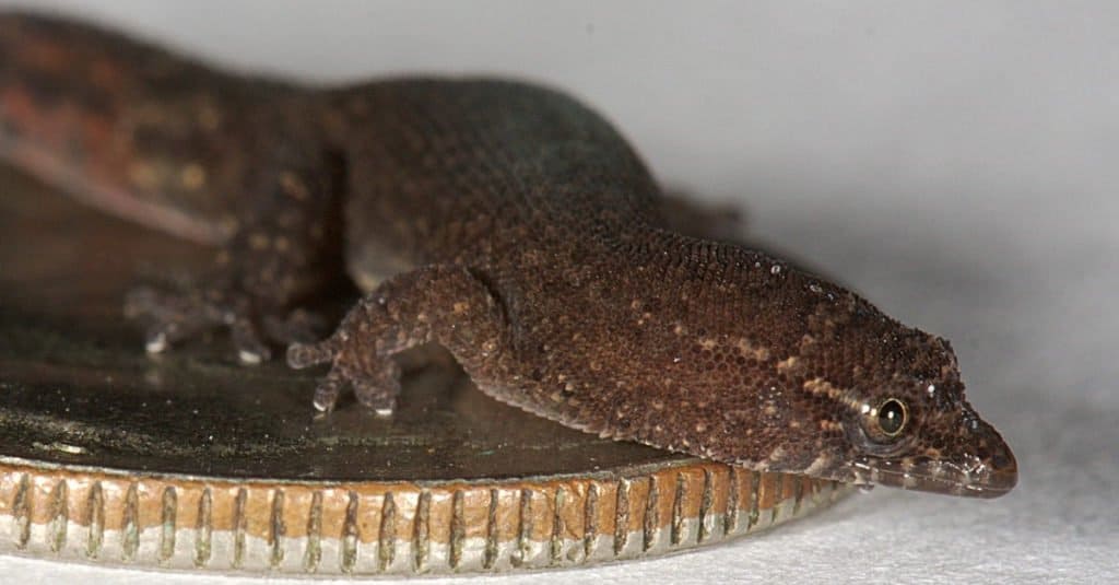 Sphaerodactylus parthenopion maschio che riposa su una moneta da dieci centesimi di dollaro statunitense.