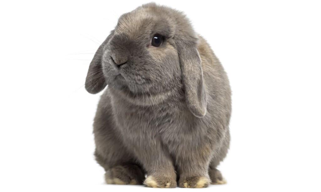 Coniglio Holland Lop
