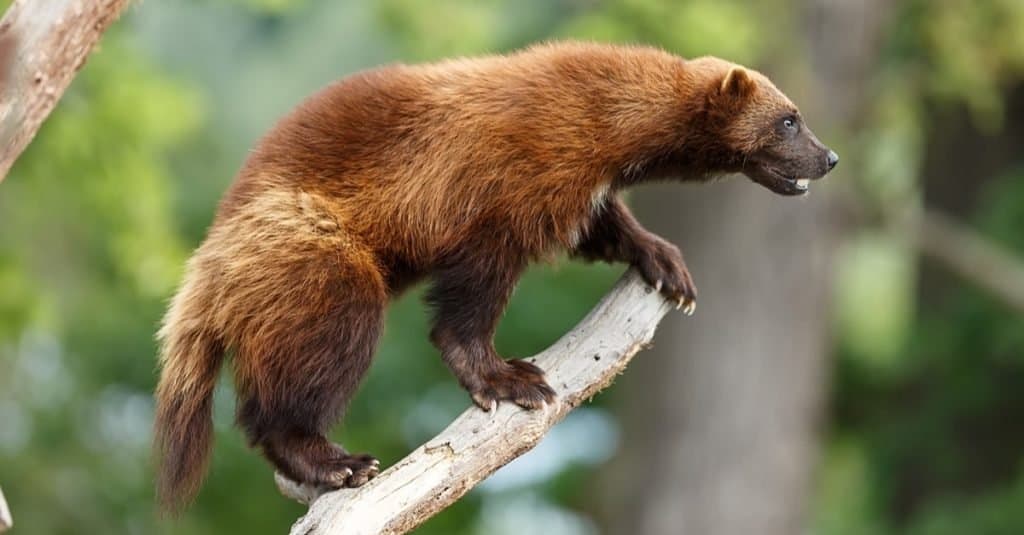 Cosa mangiano i ghiottoni - ghiottone su un albero