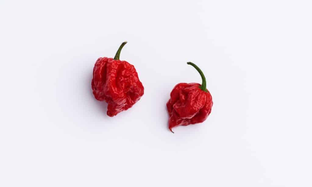 Ghost Pepper contro Carolina Reaper
