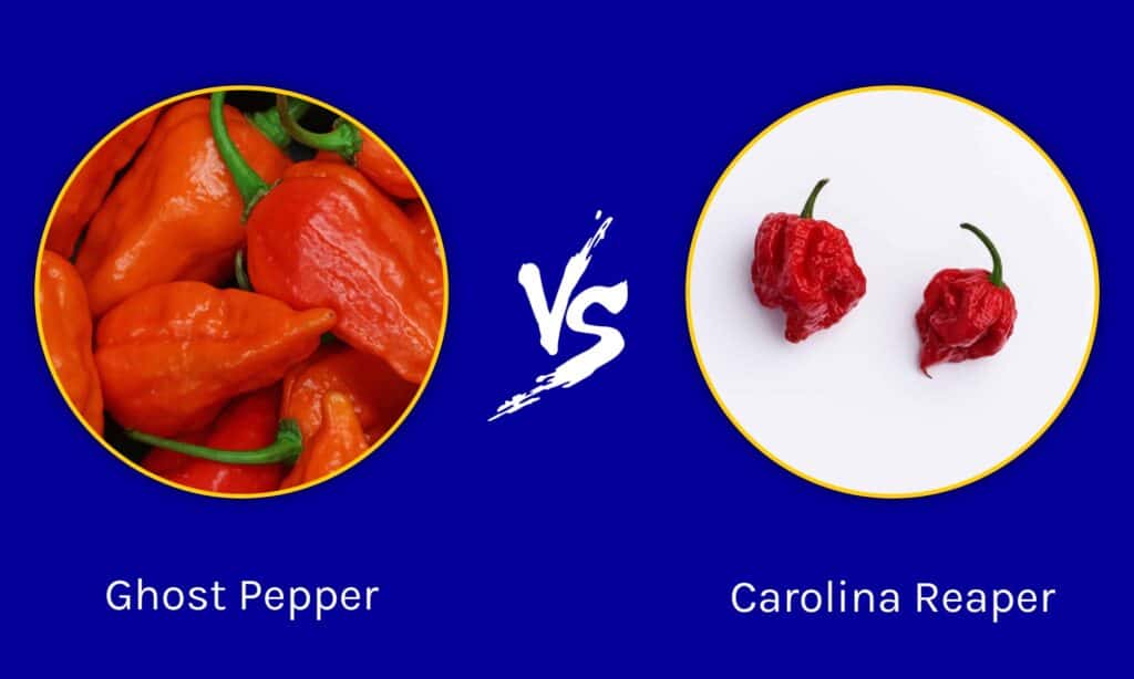 Ghost Pepper contro Carolina Reaper