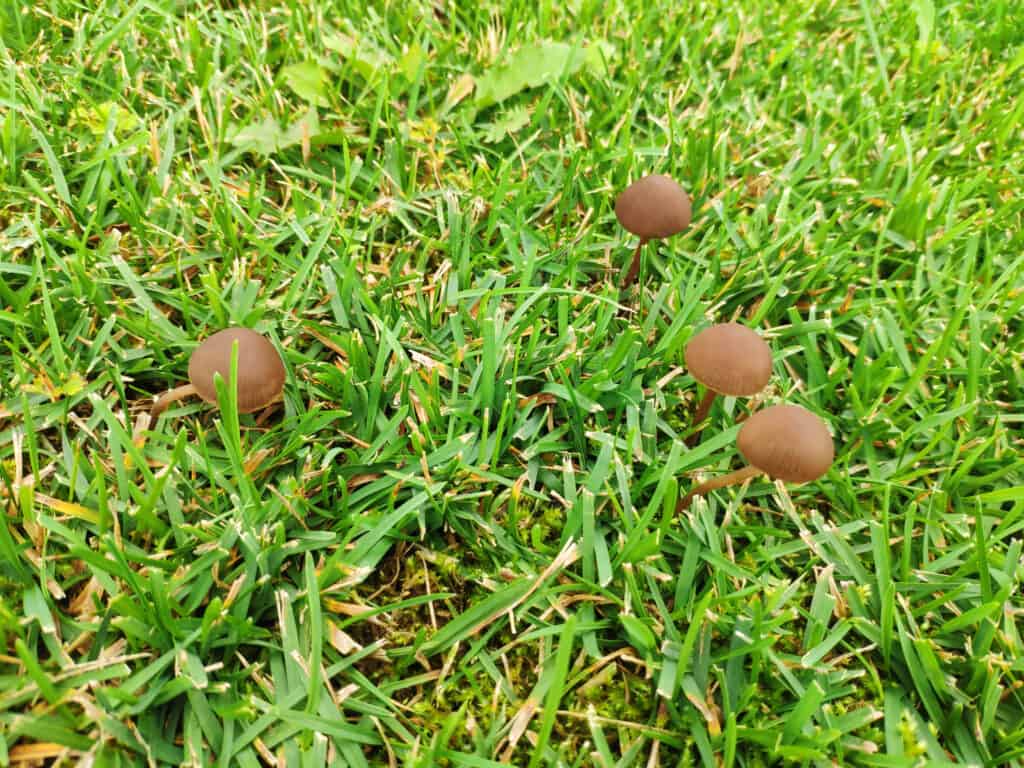 Funghi Haymaker in erba.
