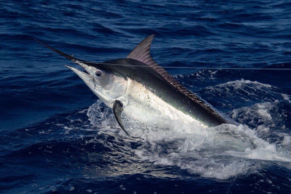 Il marlin nero che nuota alla Grande Barriera Corallina