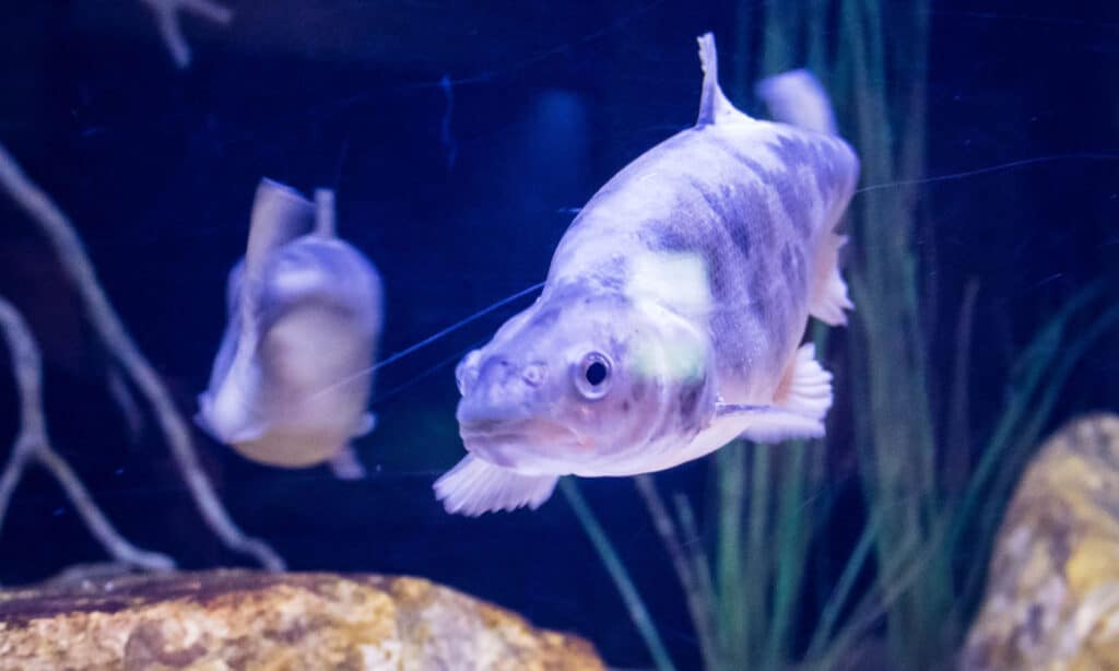 Cavedano gobbo (Gila cypha)