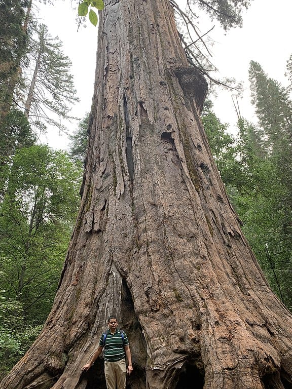 Albero di Louis Agassiz