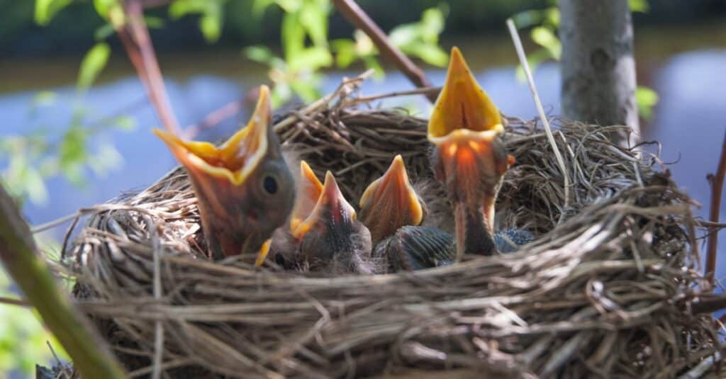 baby-uccellino-nido