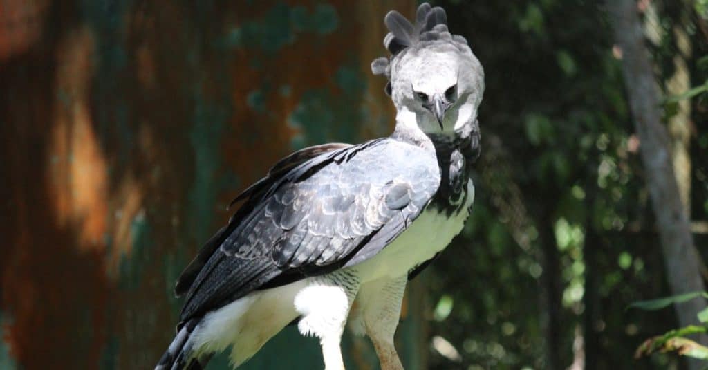 Aquila arpia di Panama