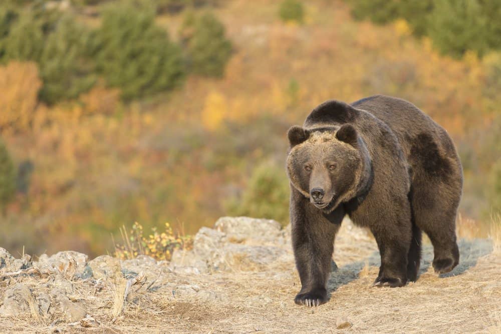 Orso grizzly