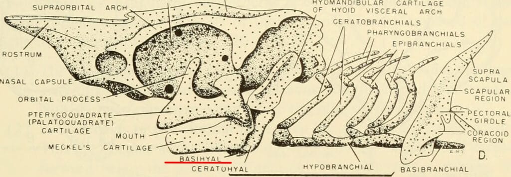 Embriologia comparata dei vertebrati