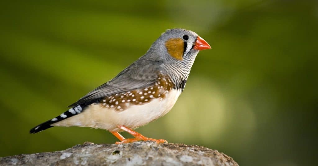Zebra Finch maschio seduto su una roccia.