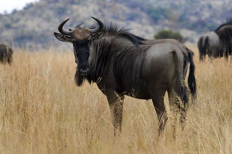 Gnu al pascolo per il cibo
