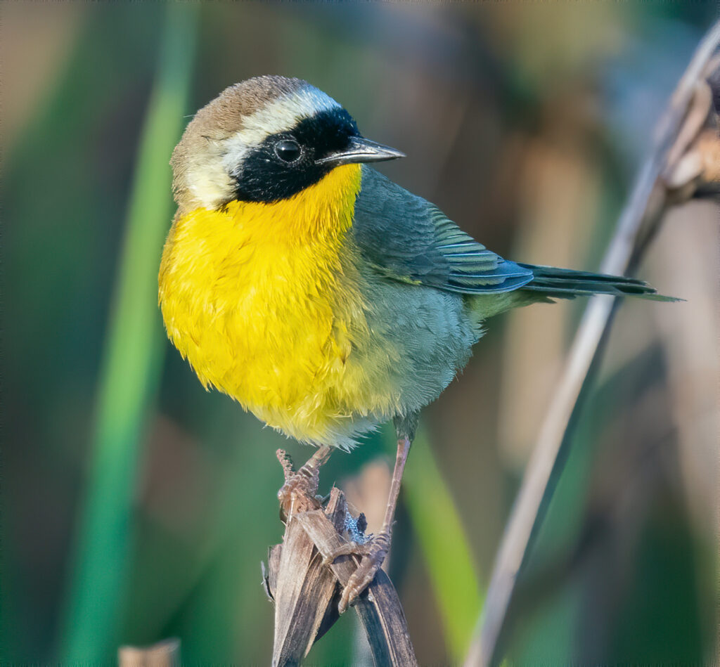 Yellowthroat comune, Geothlypis trichas, arroccato in una palude,
