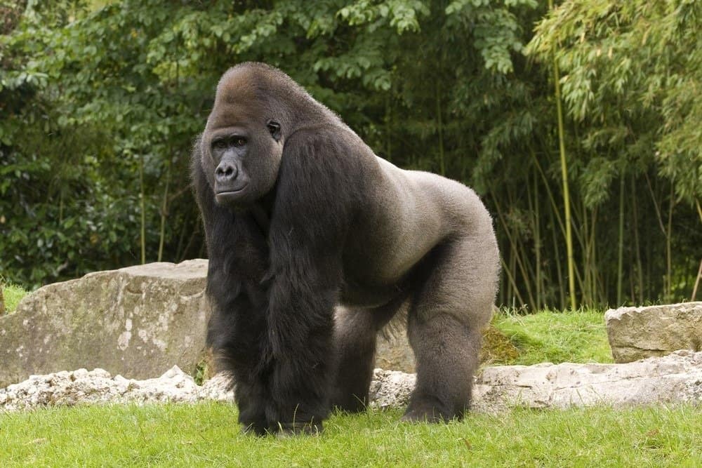 Quanto vivono i gorilla?