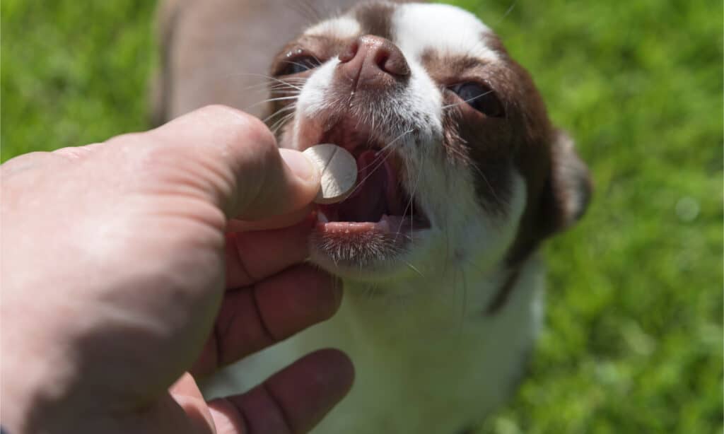Mano che dà a chihuahua una pillola