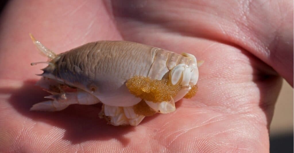Una specie di granchio della sabbia, un granchio talpa, con centinaia di uova nel palmo di una mano.