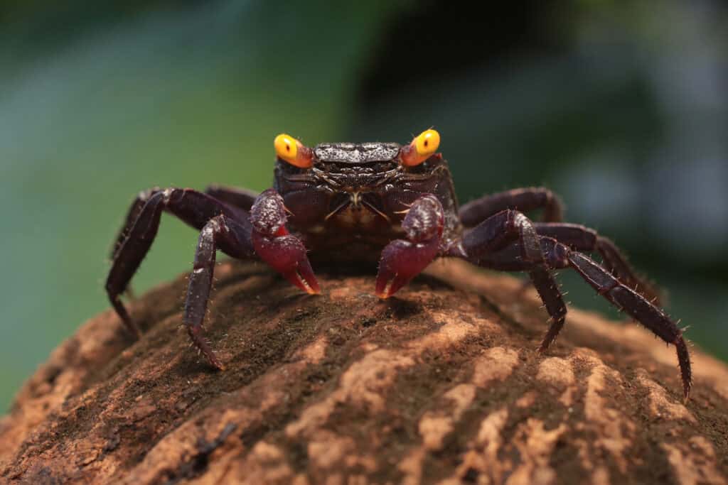 Un granchio da vampiro seduto in cima a una cocco