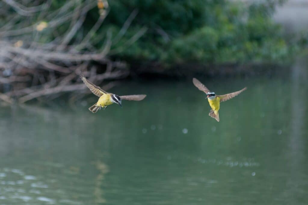 Due grandi Kiskadee
