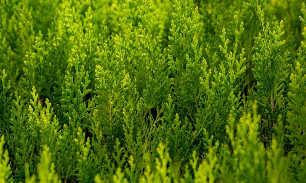 Green Giant Arborvitae vs Leyland Cypress