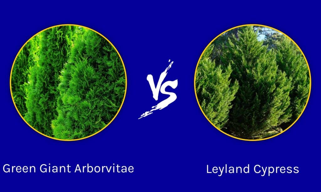 Green Giant Arborvitae vs Leyland Cypress
