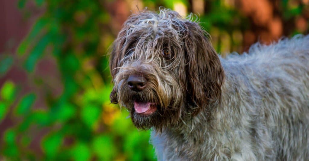 Primo piano del grifone di puntamento Wirehaired