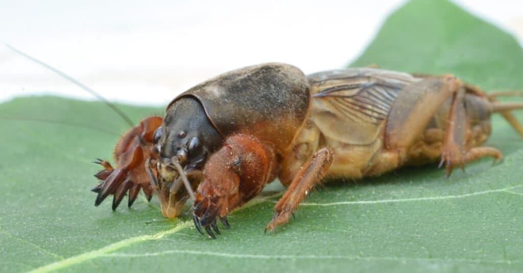 Gryllotalpa gryllotalpa, Grillo talpa su una foglia.