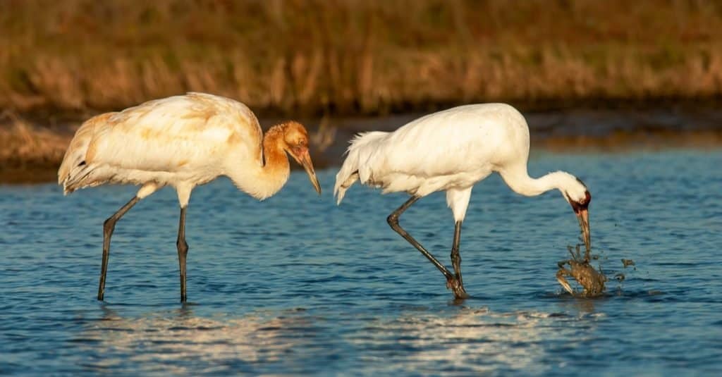 Gru convulsa (Grus americana) per adulti (a destra) e giovani (a sinistra) durante l'inverno in una palude nella contea di Aransas, Texas, USA
