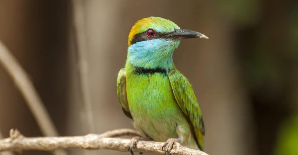 Primo piano del gruccione verde (Merops orientalis).