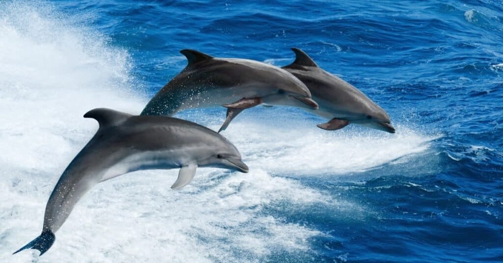 Gli animali più feroci
