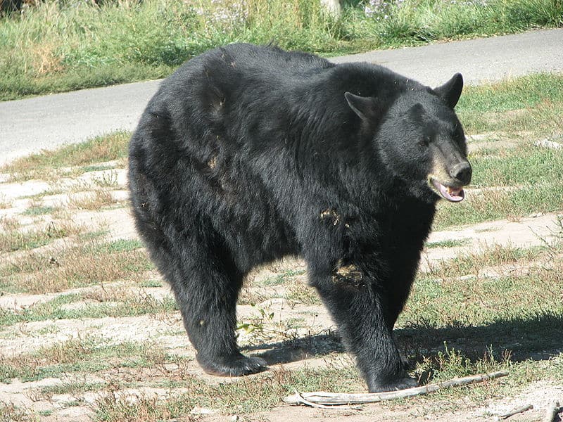Orso nero che cammina