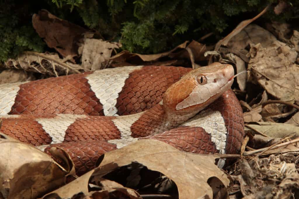 Serpente Copperhead a banda larga