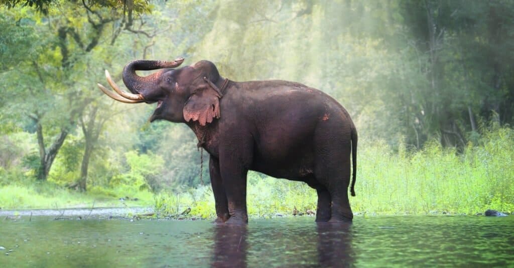 elefante africano contro elefante asiatico